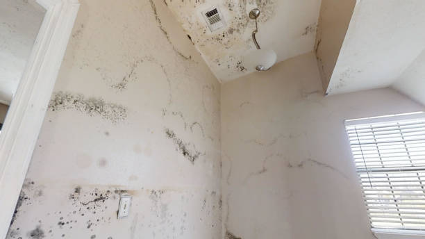 Best Commercial Mold Inspection  in USA